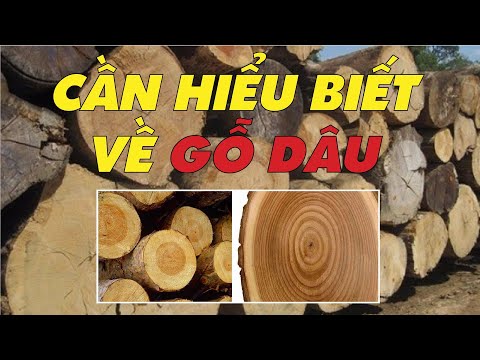 Gỗ Dâu Châu Phi - Dân chơi gỗ cần hiểu về gỗ dâu, gỗ dâu nam phi | Sơn Sập Gỗ