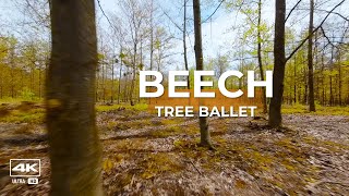 🐝 Beech Tree Ballet: The High-Speed Bee Buzz of Spring