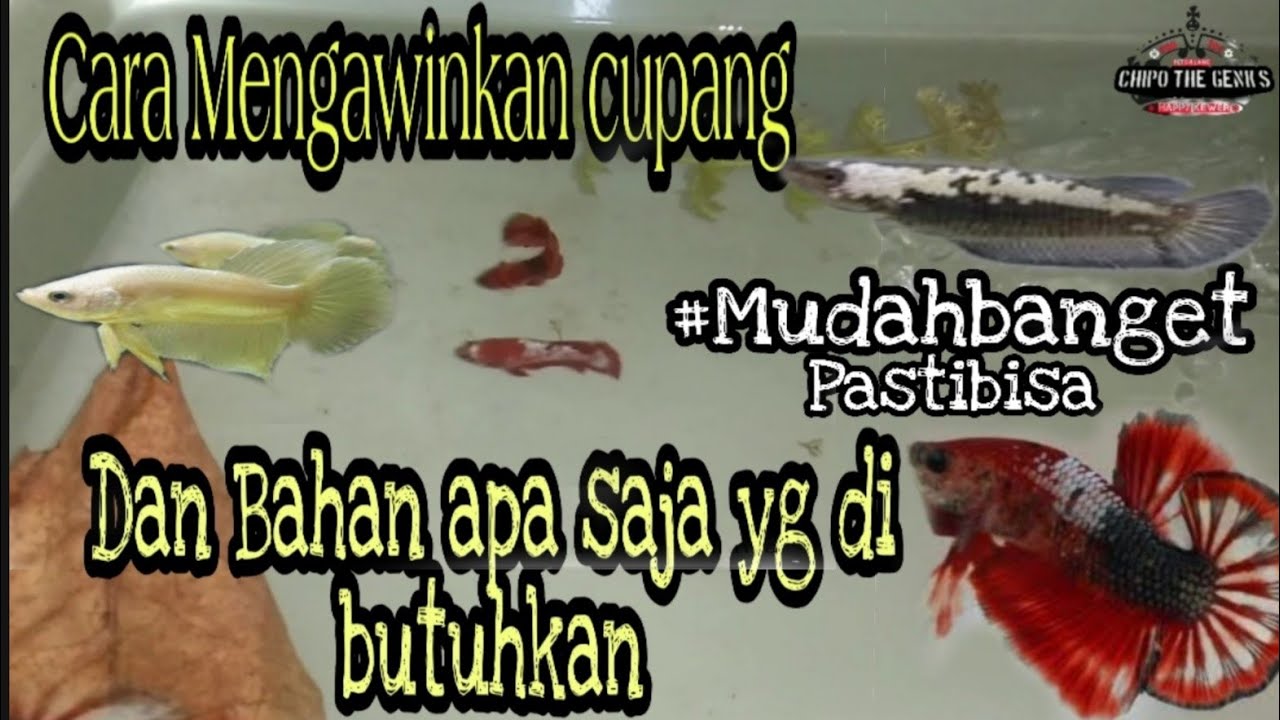 Cara mudah Mengawinkan ikan cupang 