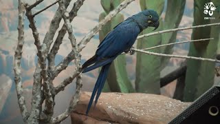 Prague zoo: Rare parrots in the new Rákos´ House