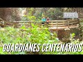 Conocemos a los GUARDIANES CENTENARIOS