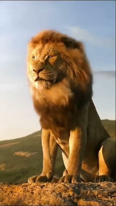 Singa Mengaum di Hutan Efek suara singa #shorts #singa #simba
