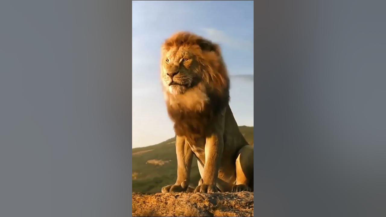 Lion Roar in Jungle Lion sound effects #shorts #lion #simba