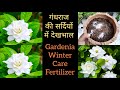 Gardenia plant care n fertilizer in winter, गंधराज के पौधे की देखभाल, jasmine plant care