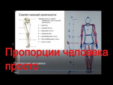 Пропорции человека Урок для уверенного рисования Как легко рисовать фигуру