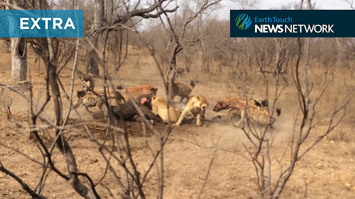 Hyenas take on lions in ferocious battle for food