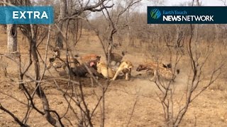 Hyenas take on lions in ferocious battle for food