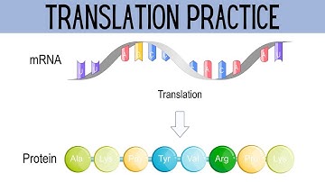 How to Translate mRNA to Amino Acids