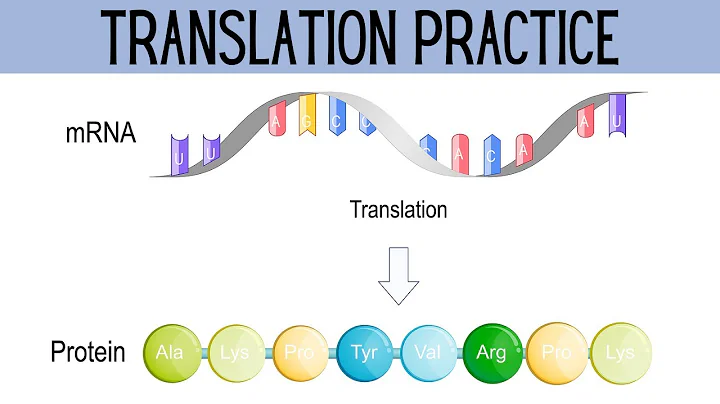 How to Translate mRNA to Amino Acids
