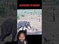 Elephant vs rhino #trending #animals #wildlife #elephant #rhino #shorts #short