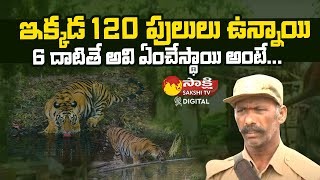 Srisailam Tiger Tracker Shocking Words About Tiger | Srisailam Forest | Sakshi TV Digital