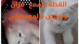 سبحان الله  القطة تسمع قران وترقص بالموسيقي 