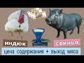 ДОМАШНЕЕ МЯСО \\ СЕБЕСТОИМОСТЬ свинина \\ индюшатина