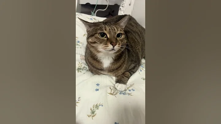 Video 7060211: laugh pets funny cat, cat cute funny pet, awesome cute pets