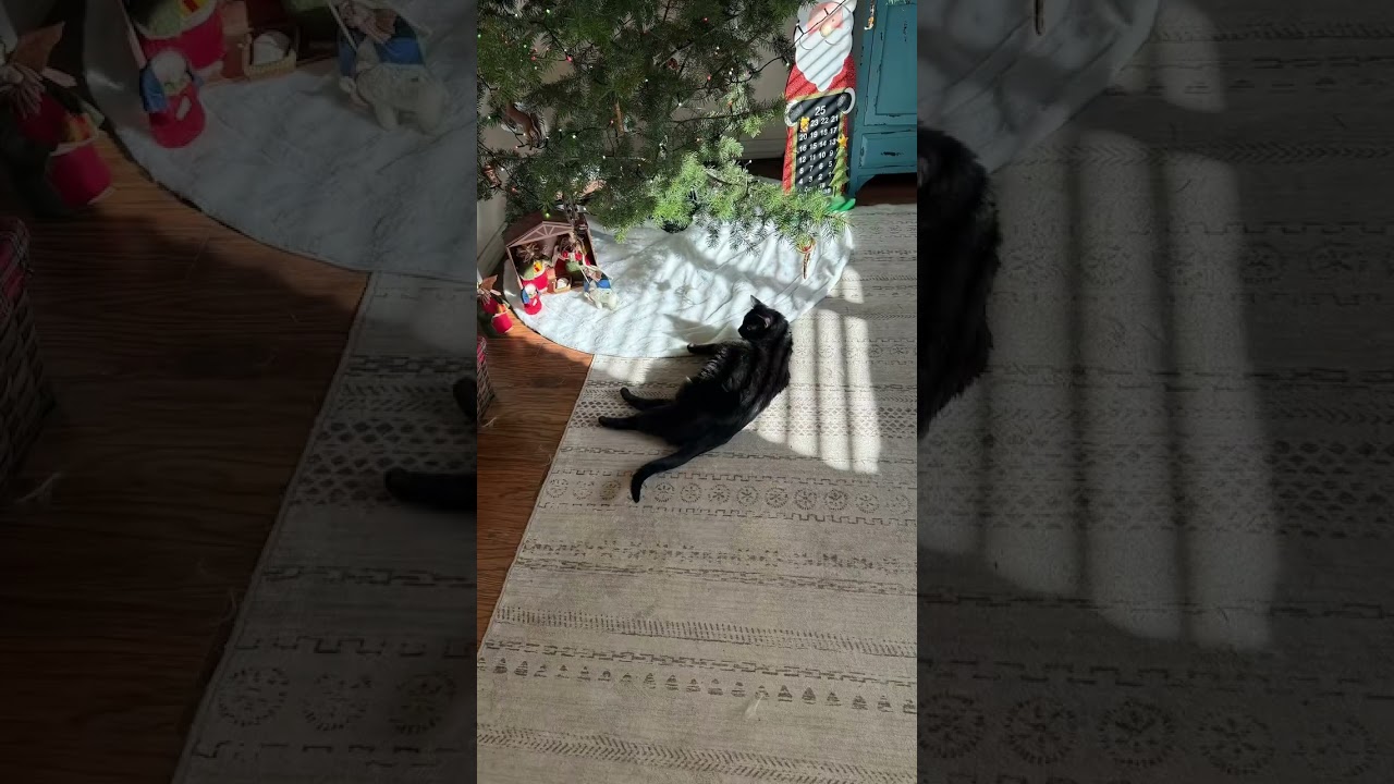 Midnight loves to be near the Christmas tree. 🎄