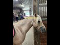 I don’t have many pictures of Nemo that’s why it’s bad 😂 #horse #pony relatable #cutehorse