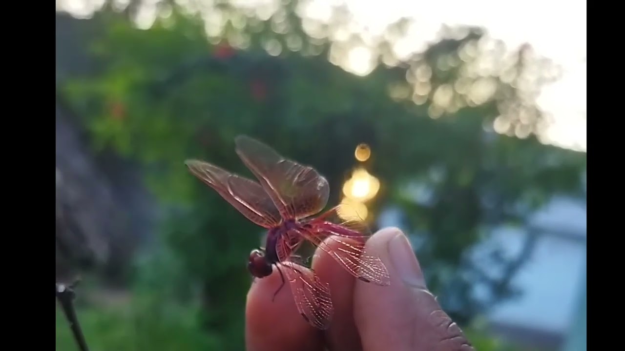 tuniga tuniga 🎵song stutes🥰🥰 video