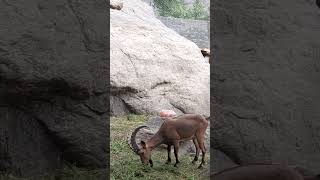 Markhor In Skardu | Markhor Pakistan | Markhor Pakistans National Mammal markhor skardu ytshort