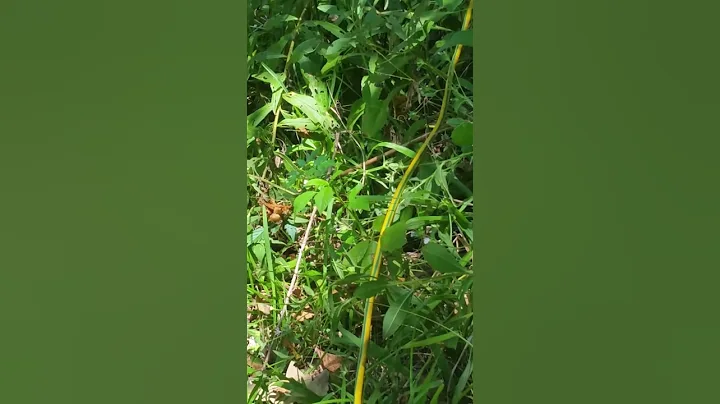 Sneaky snake