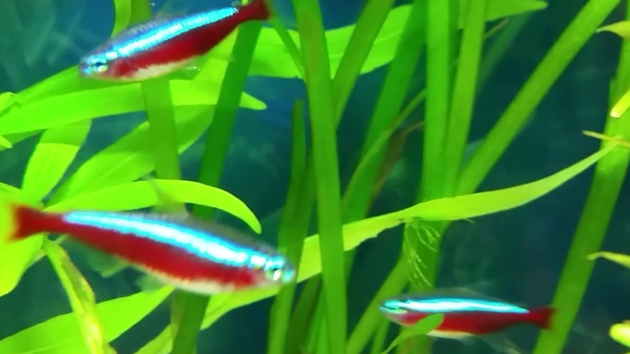 cardinal tetra care guide
