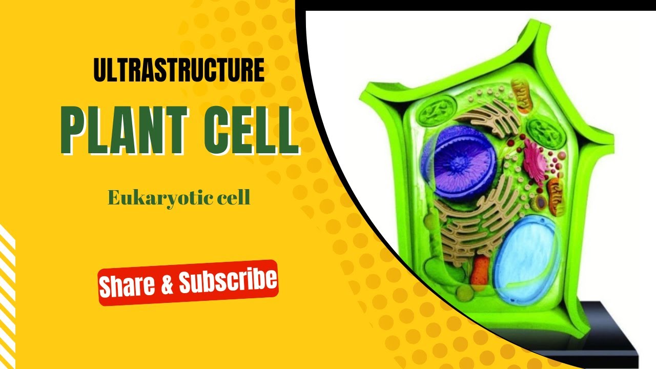 Plant Cell || Structure and Function of plant cell || Structure of plant cell