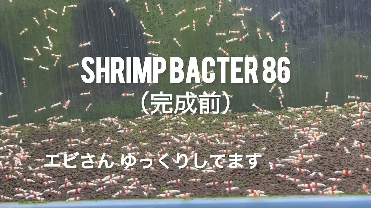 SHRIMP BACTER 86 シュリンプ専用バクテリア (最終テスト中