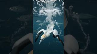 Stunning Rare Bird & Original Sounds! 🌊🕊️ #shorts