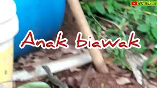 Anak Biawak Bikin Kaget