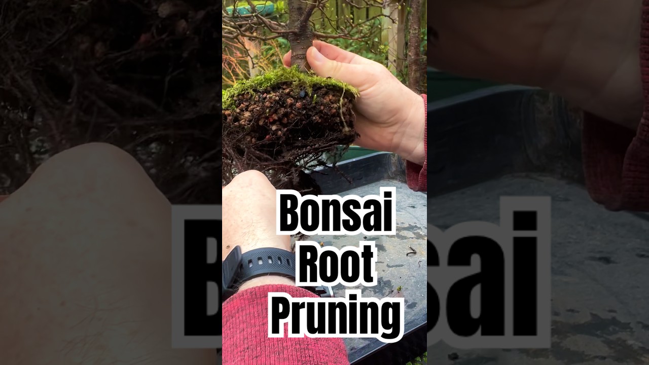 Key Principles Of Bonsai Root Pruning - YouTube