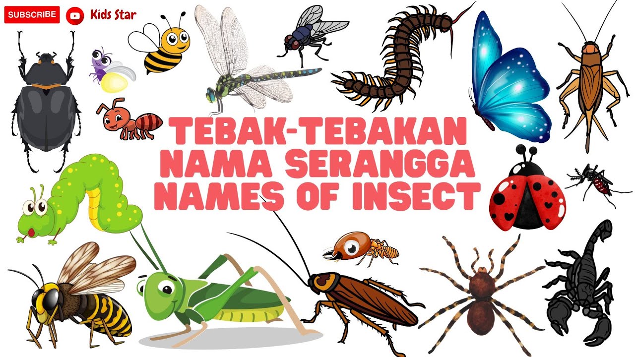 BELAJAR NAMA SERANGGA DALAM BAHASA INGGRIS | NAMES OF INSECT LEARN ANIMALS NAMA BINATANG NAMA HEWAN