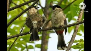 suara pikat burung kecil ampuh, anti zonk