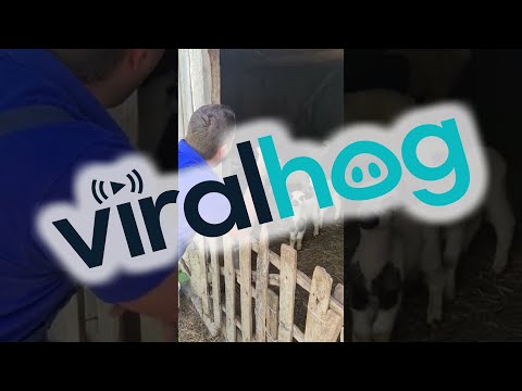 Flock of Sheep Talk Back || ViralHog