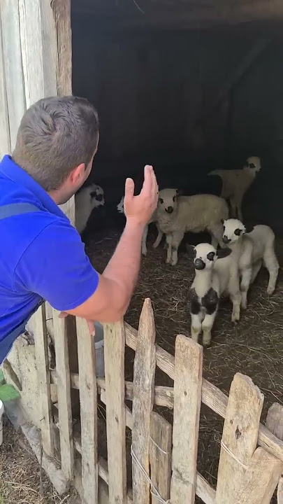 Flock of Sheep Talk Back || ViralHog