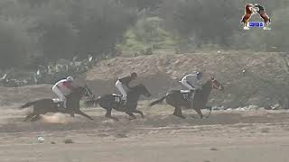 النصف النهائي للخيول البربرية جائزة وزارة الفلاحة التونسية يوم 11 ديسمبر 2024 ميدان المكناسي