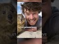Le quokka  #animaux #quokka