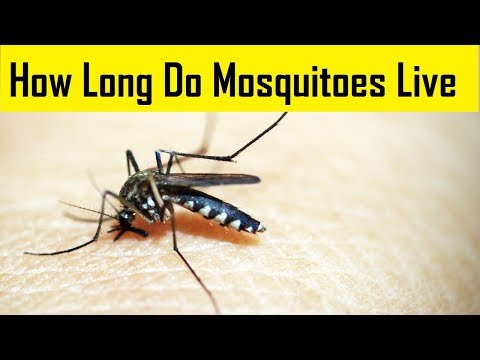 Video: How Long Do Mosquitoes Live