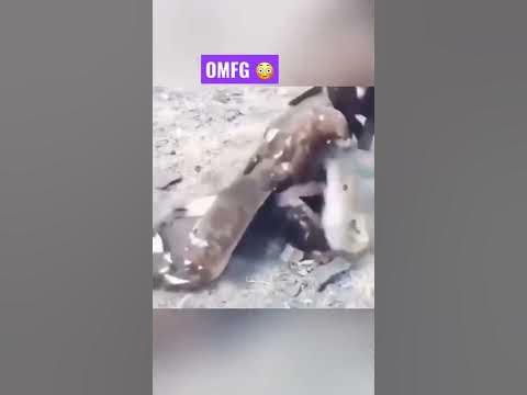 LARGE EAGLES eats WOLF while it’still ALIVE! 😳😳 - YouTube