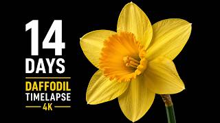 Daffodil Blooming Timelapse 🌼 2 Weeks in 2 Minutes