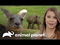 Dos hermosos animales bebés y sus cuidados especiales | Los Irwin | Animal Planet