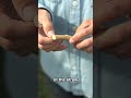 Building Homes with Hemp – An Incredible Natural Insulation & Sustainable Material #shorts