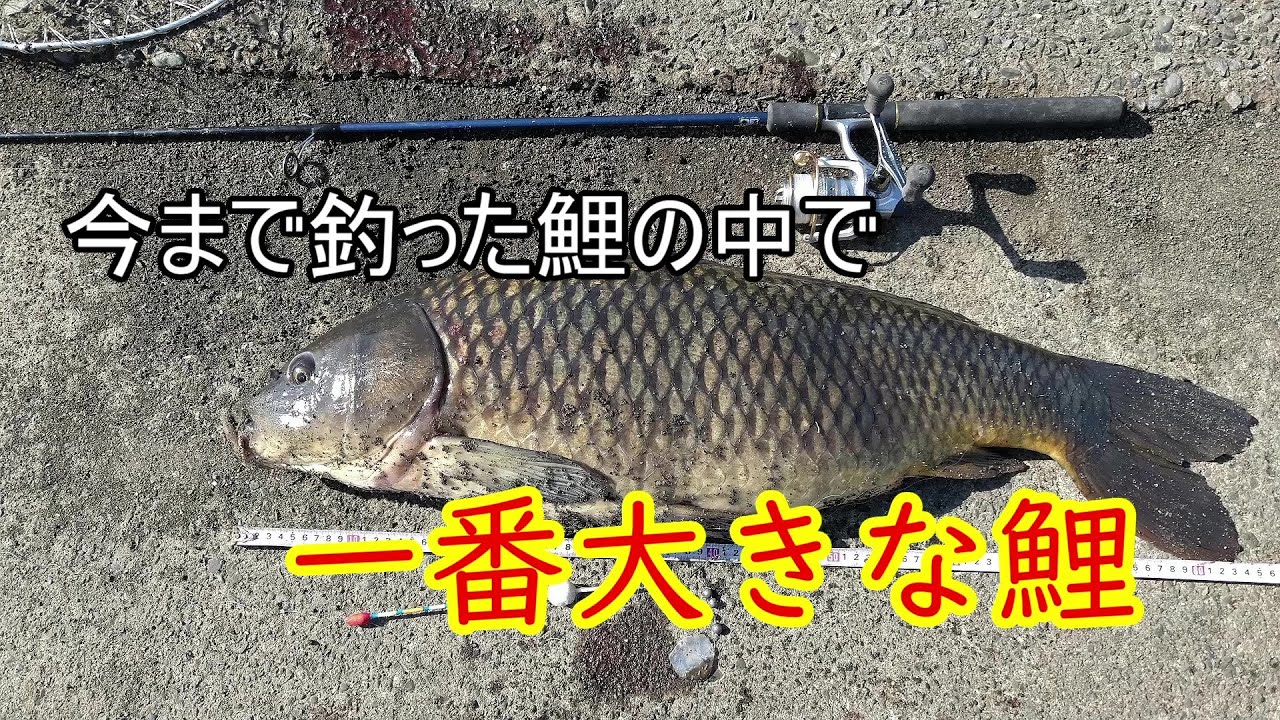 鯉釣り道場 19 きな粉ブレンドの自作エサでコイ釣り Carp Fishing 1024 Youtube