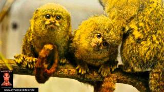 Cute baby monkeys sing Frazy (รffchen singen Frazy) by Synapsenkitzler | FRAZY.TV