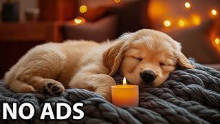 12 Hours Relax My Dog 🌼 Dog Music & Dog Healing Soundscape For Gentle Comfort And Lasting Calm