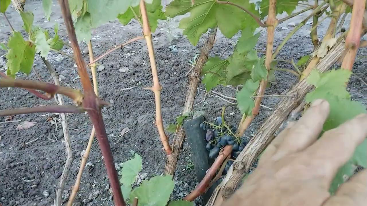 Кадрянка - YouTube