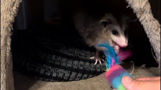 Baby possum playing with cat toy. #animal #cute #follow #toys #possum #love #wildlife #trending