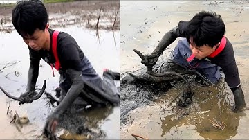 Thách bắt lươn 1 tiếng 10 ký – trượt là mất trắng