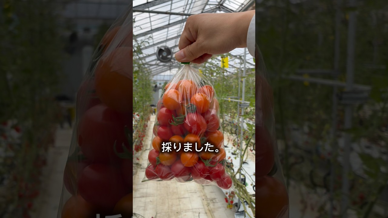 選挙区が広過ぎて農家さんから学ぶ水耕栽培とは？