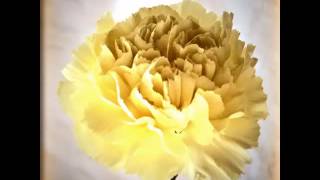 Yellow Carnation Flower Set Of Beautiful Picture Collection