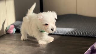 West Highland White Terrier Puppies - 6 Weeks Old by K&MPawTails 288 views 1 year ago 2 minutes, 20 seconds