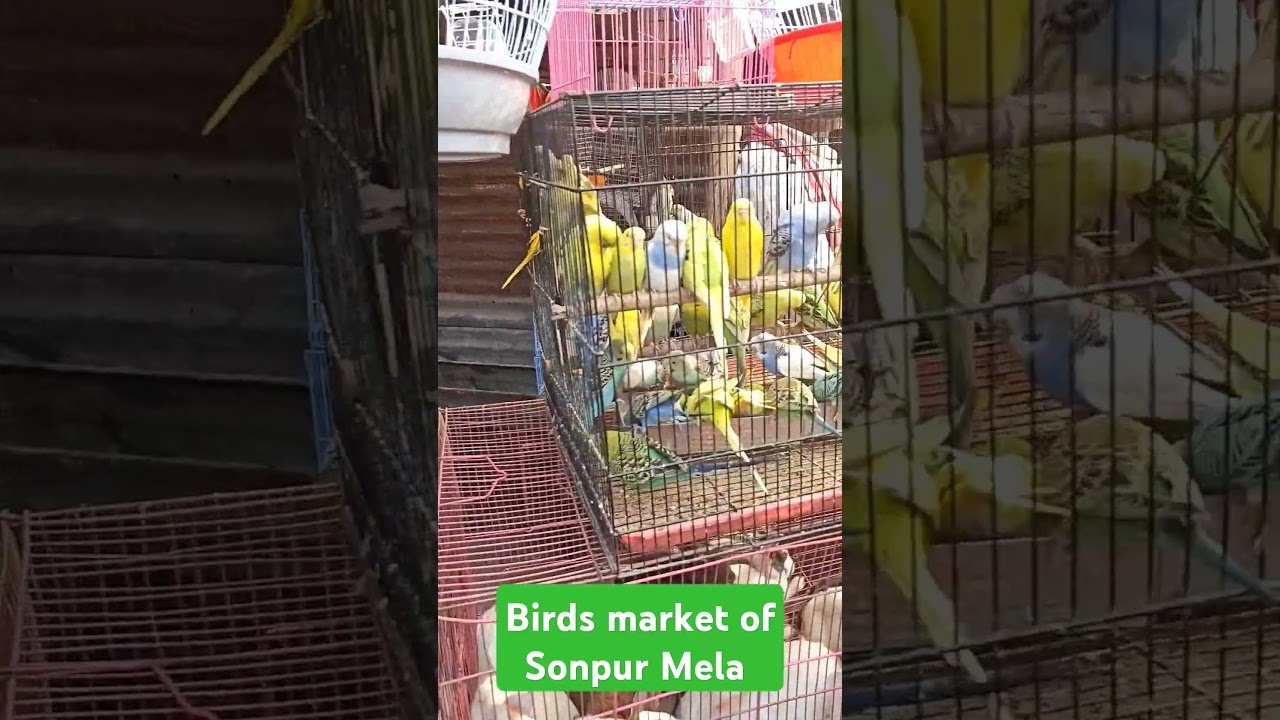 Birds market of Sonpur Mela ll Chidiya bazaar sonpur Mela